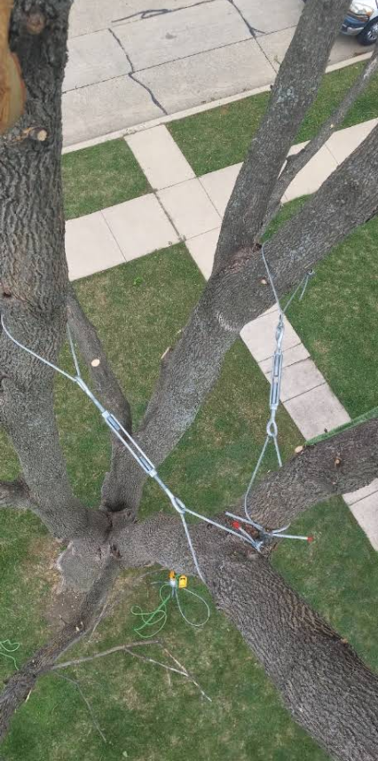 Family Tree Service project photo