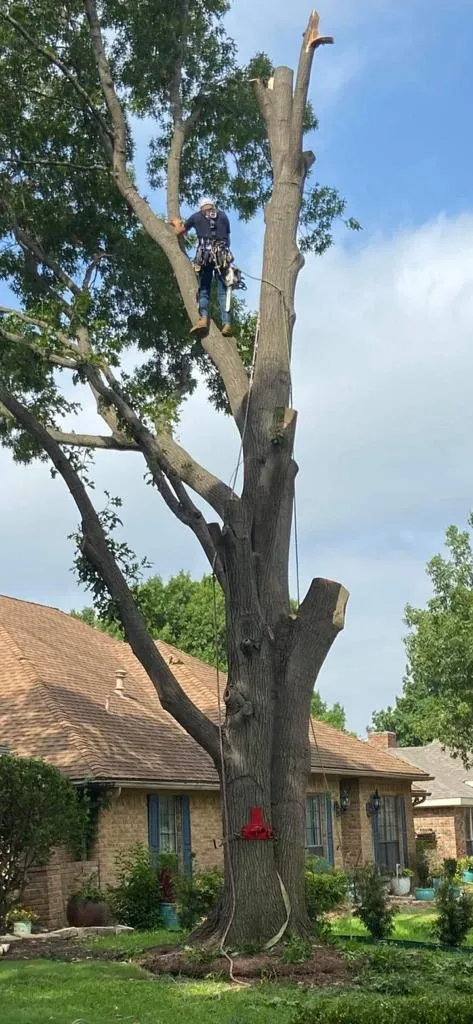 Family Tree Service project photo