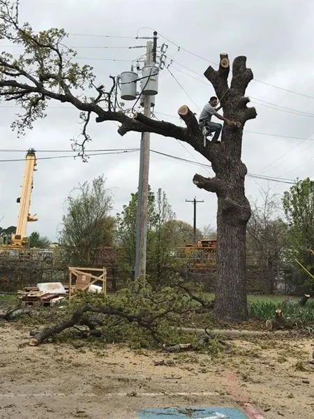 Family Tree Service project photo
