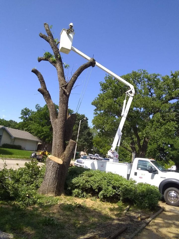 Family Tree Service project photo