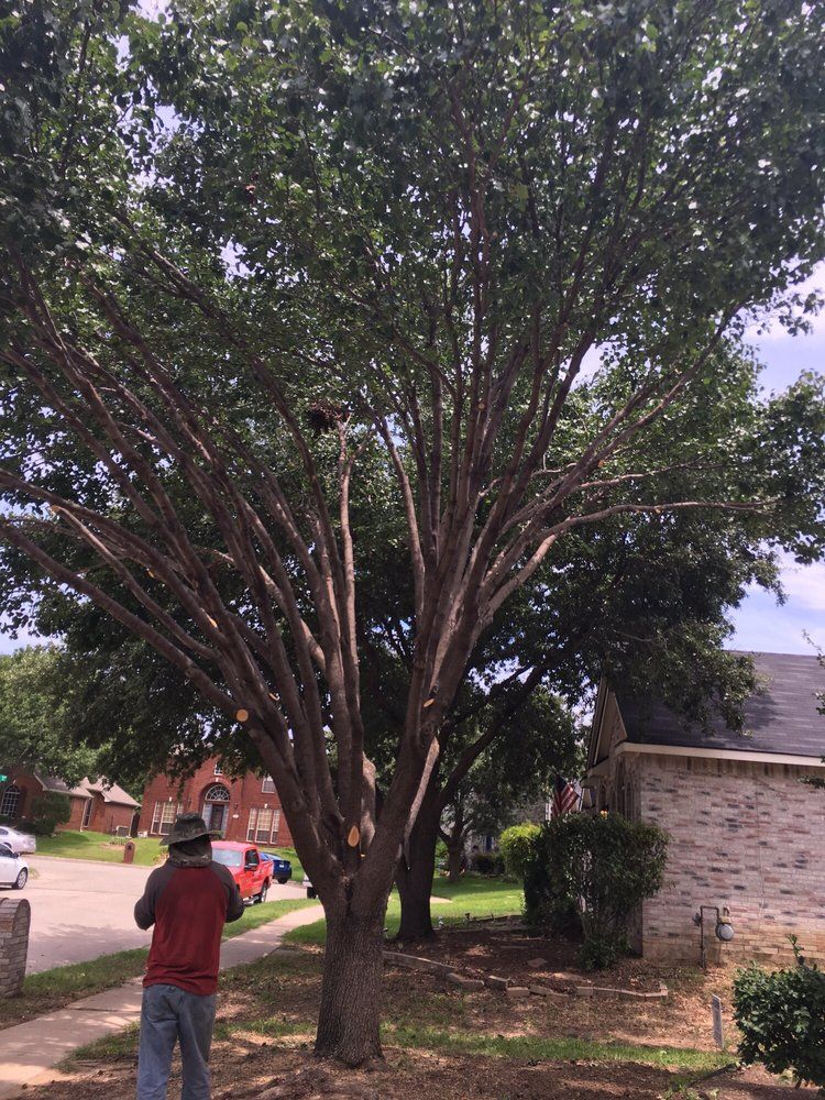 Family Tree Service project photo