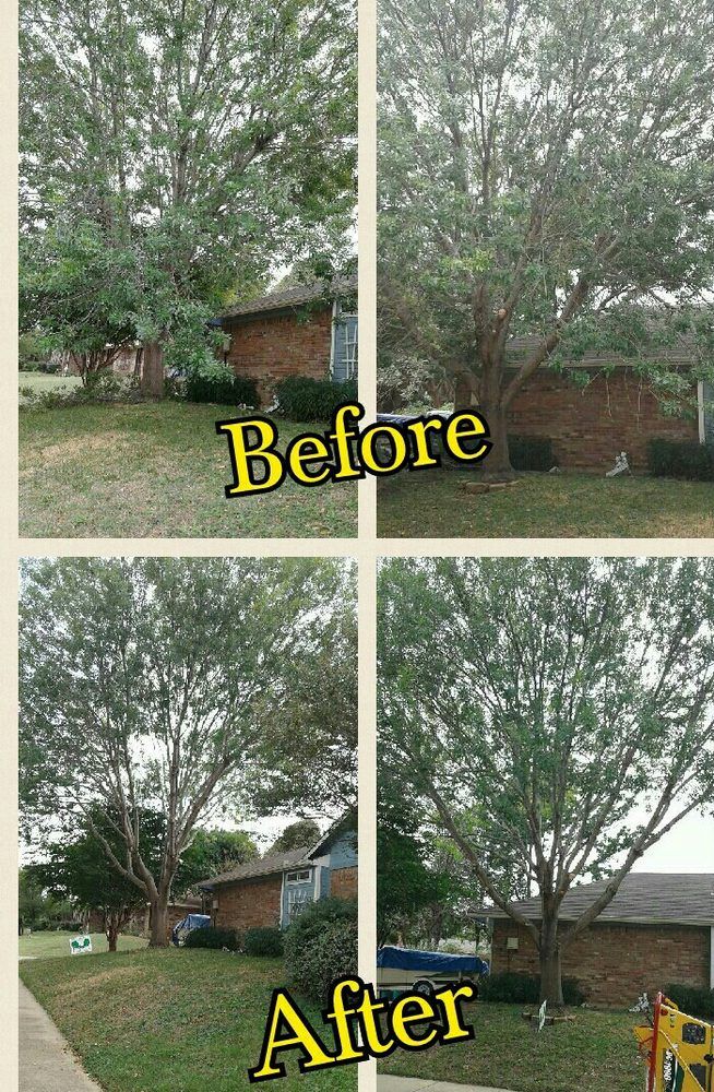 Family Tree Service project photo