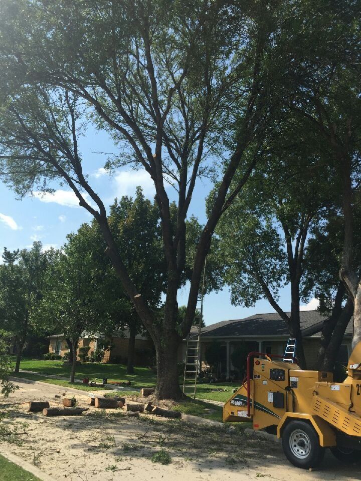 Family Tree Service project photo