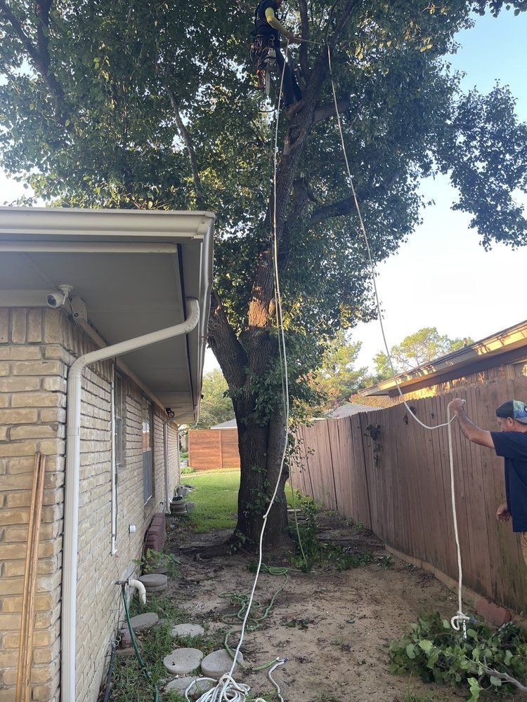Family Tree Service project photo