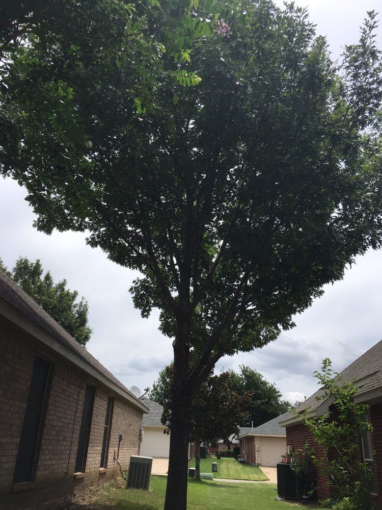 Family Tree Service project photo
