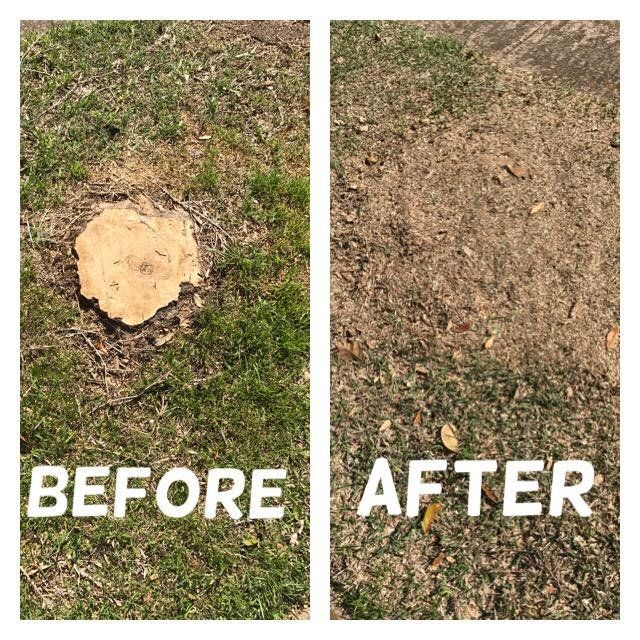 Family Tree Service project photo