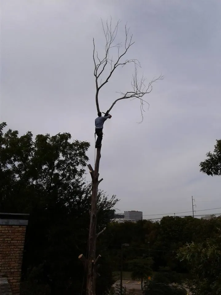 Family Tree Service project photo