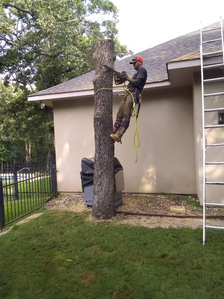 Family Tree Service project photo