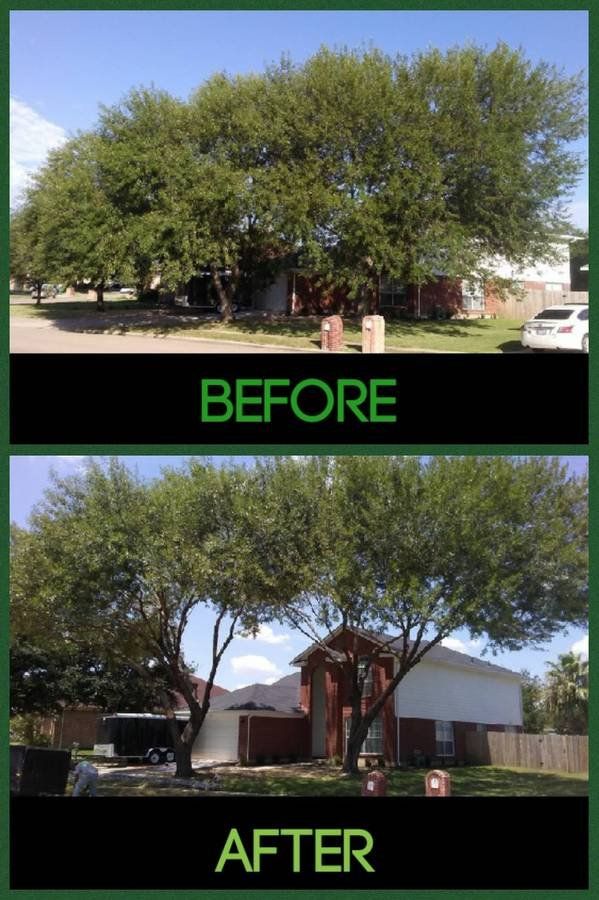 Family Tree Service project photo