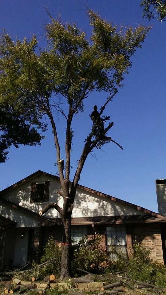Family Tree Service project photo