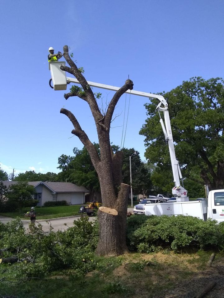 Family Tree Service project photo