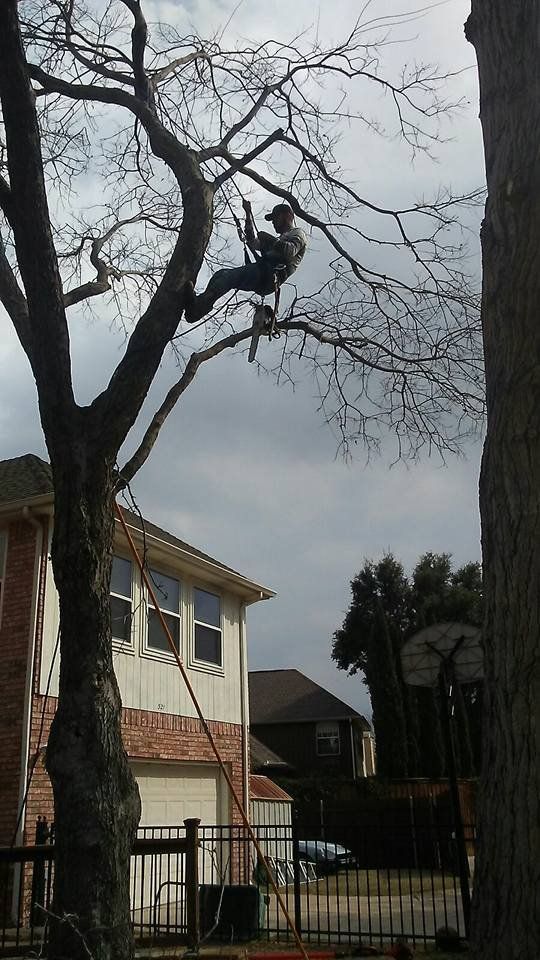 Family Tree Service project photo