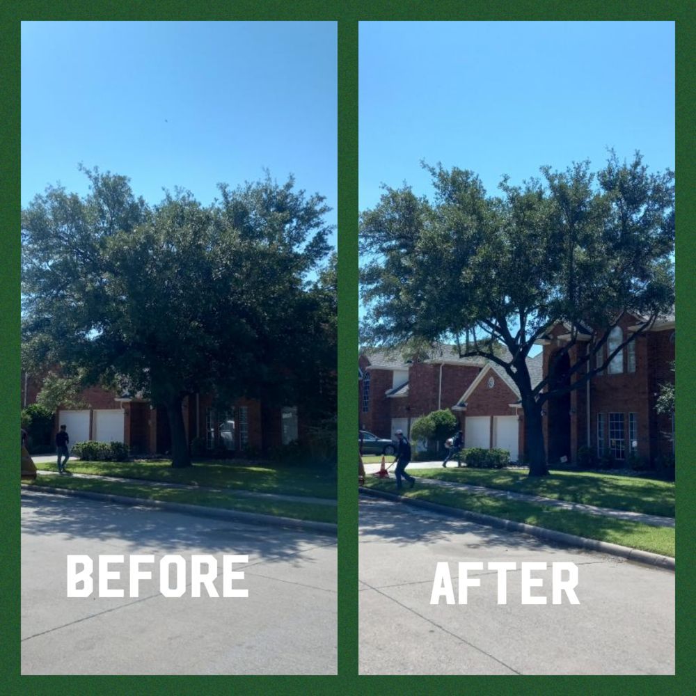 Family Tree Service project photo