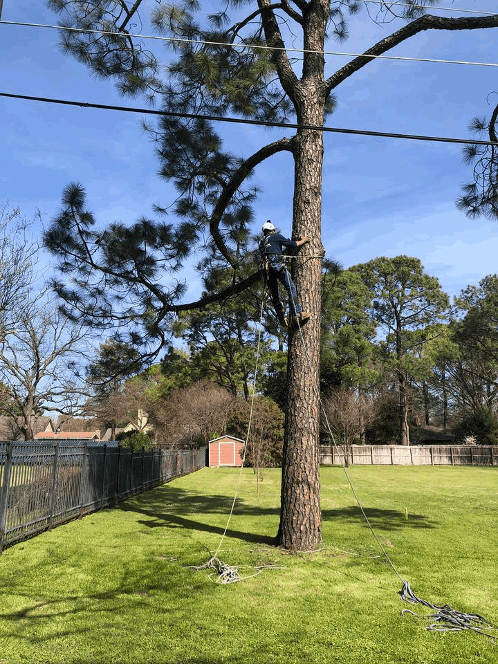 Family Tree Service project photo
