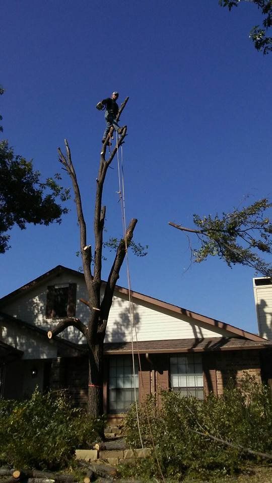 Family Tree Service project photo