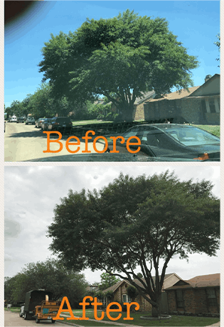 Family Tree Service project photo
