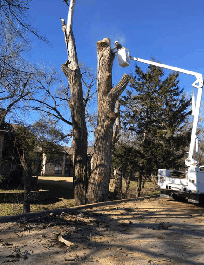 Family Tree Service project photo