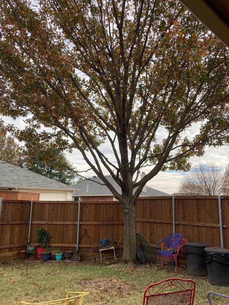 Family Tree Service project photo