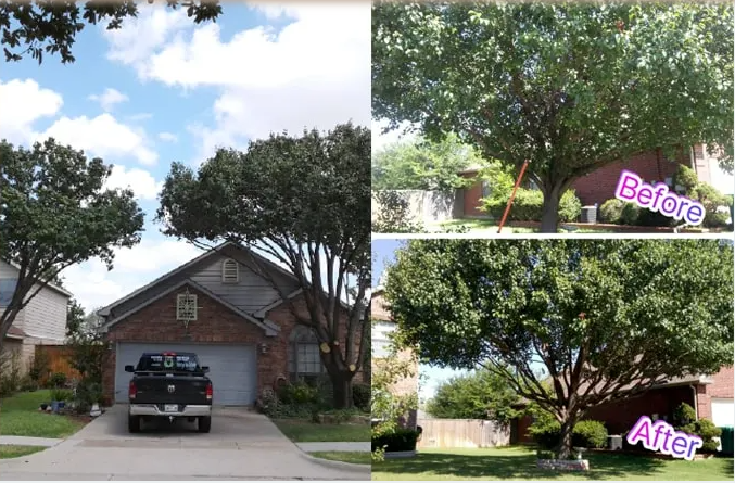 Tree Trimming & Maintenance | Family Tree Service